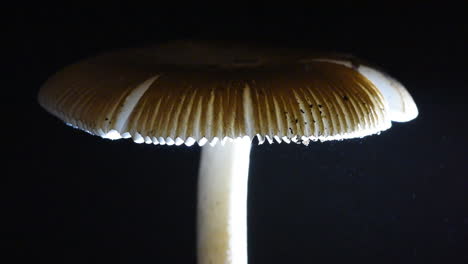 miles de esporas que caen de una tapa de hongo = amanita fulva "tawny grisette