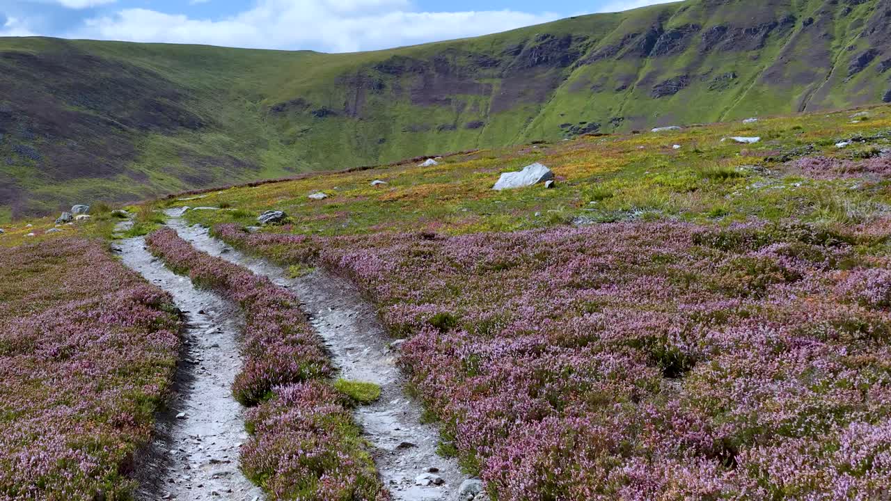 Camera moves along a mountain path through purple heather moorland under bright daylight