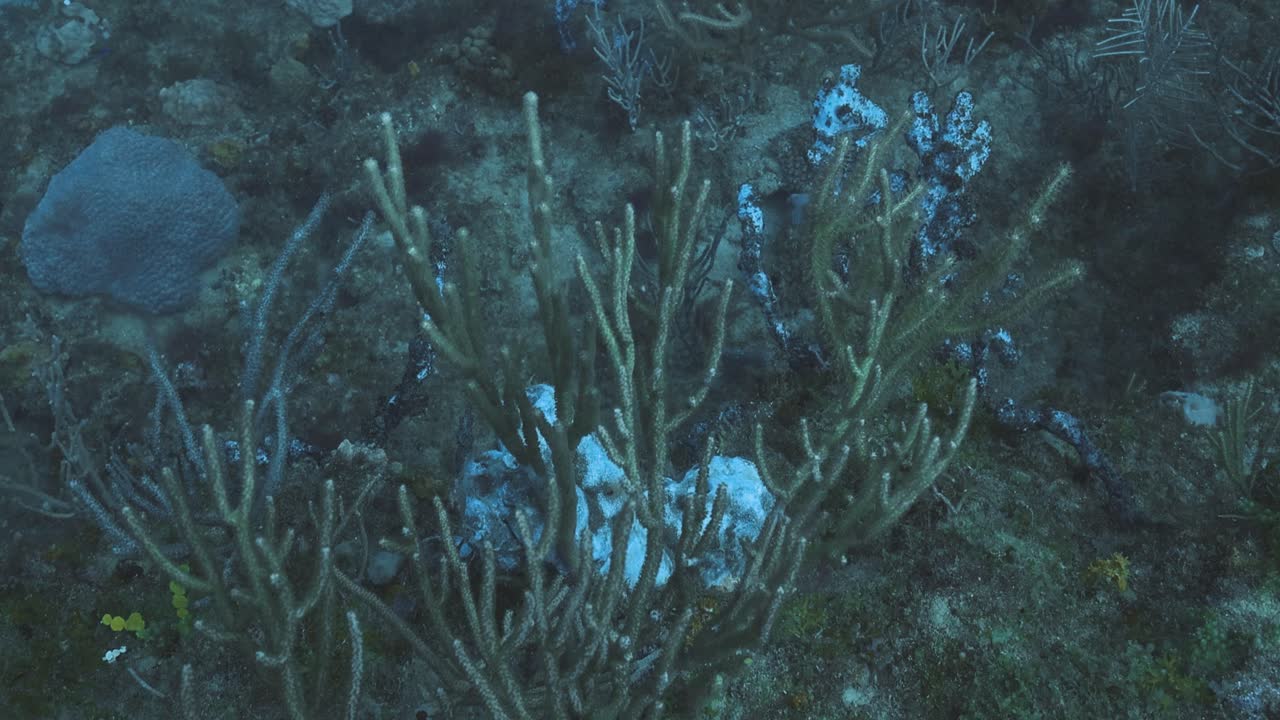 A serene underwater scene featuring a coral reef with large sea fans swaying gently with the ocean currents