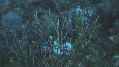 a serene underwater scene featuring a coral reef with large sea fans swaying gently with the ocean currents