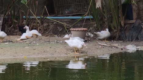 ducks by a pond