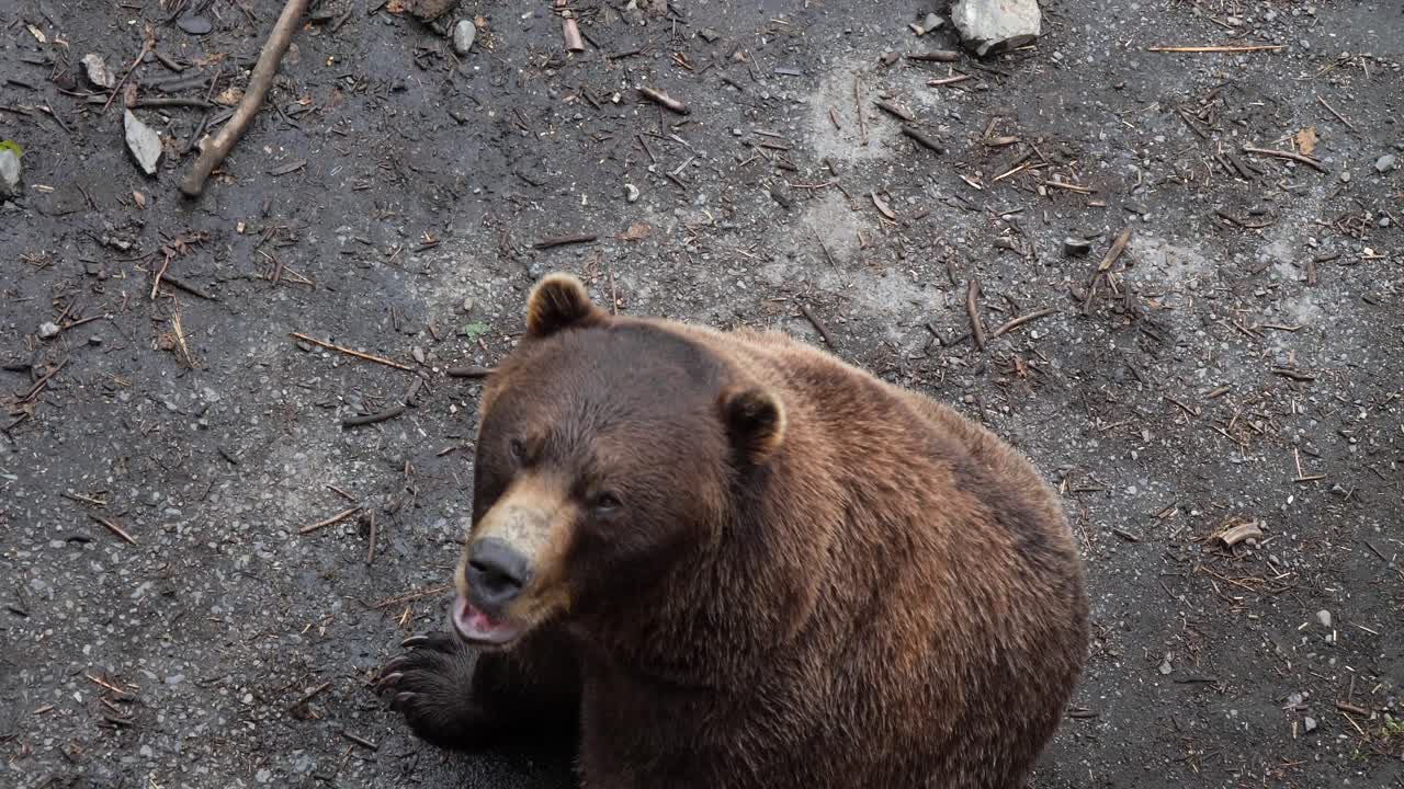 Orso bruno che chiede cibo, Alaska