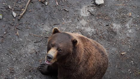 brown bear asking for food, alaska