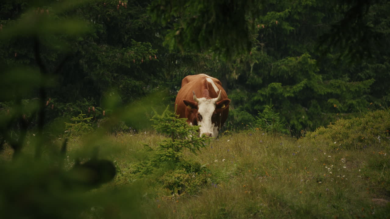 Cow in a mountain meadow