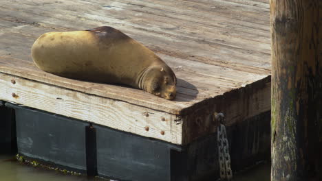 lone sea lion laying in the sun
