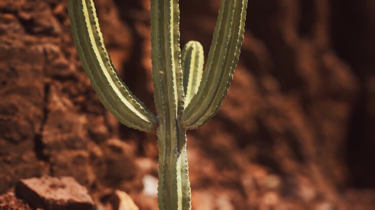 cactus in the Arizona desert near red rock stones