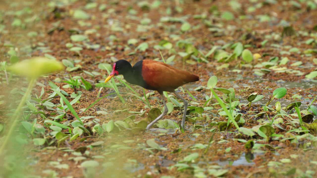 sorprendente pájaro de pantano, jacana wattled de pie en un lodazal rodeado de vegetación de turba, caminando lenta y cautelosamente hacia adelante en la región natural del pantanal, sudamérica