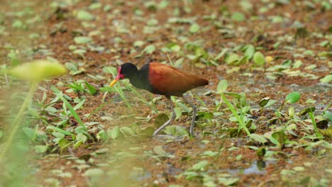 striking marsh bird, wattled jacana standing on quagmire surrounded by peat vegetations, slowly and cautiously walking forward at pantanal natural region, south america