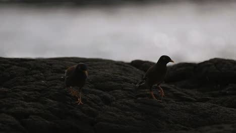 two black birds walk together across volcanic rock in hawaii