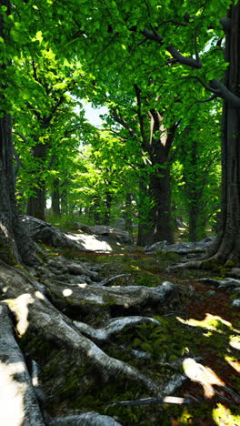 forest path with sunlight