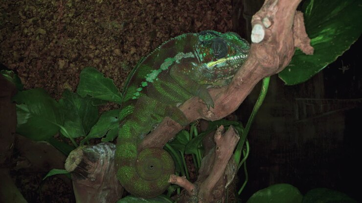 Panther Chameleon or Furcifer Pardalis is a species of Chameleon found on Madagascar