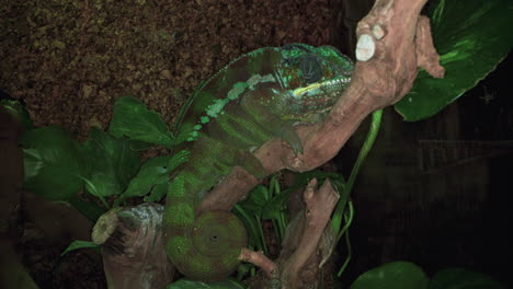 Camaleón-Pantera-O-Furcifer-Pardalis-Es-Una-Especie-De-Camaleón-Que-Se-Encuentra-En-Madagascar