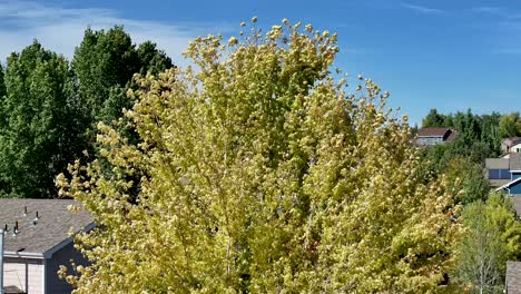 wind in the trees above rooftops in a colorado neighborhood