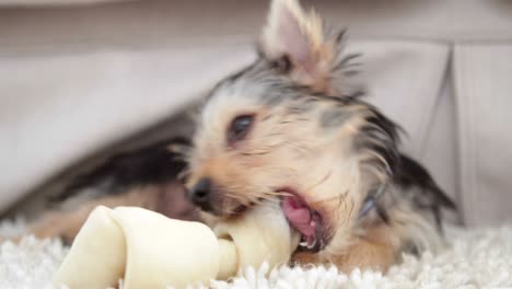 cute yorkshire terrier puppy chewing on a bone