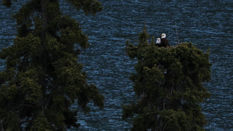 Couple-Of-Bald-Eagles-Perching-On-Treetop-By-The-Ocean-In-Yukon,-Canada