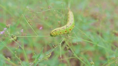 Fotografía-De-Cardán-Macro-De-Oruga-De-Polilla-Esfinge-Forrada-De-Blanco-Sobre-La-Vegetación