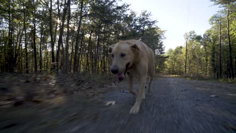 closeup of running yellow labrador retriever running up a dirt road in the country with the sun glinting through the trees