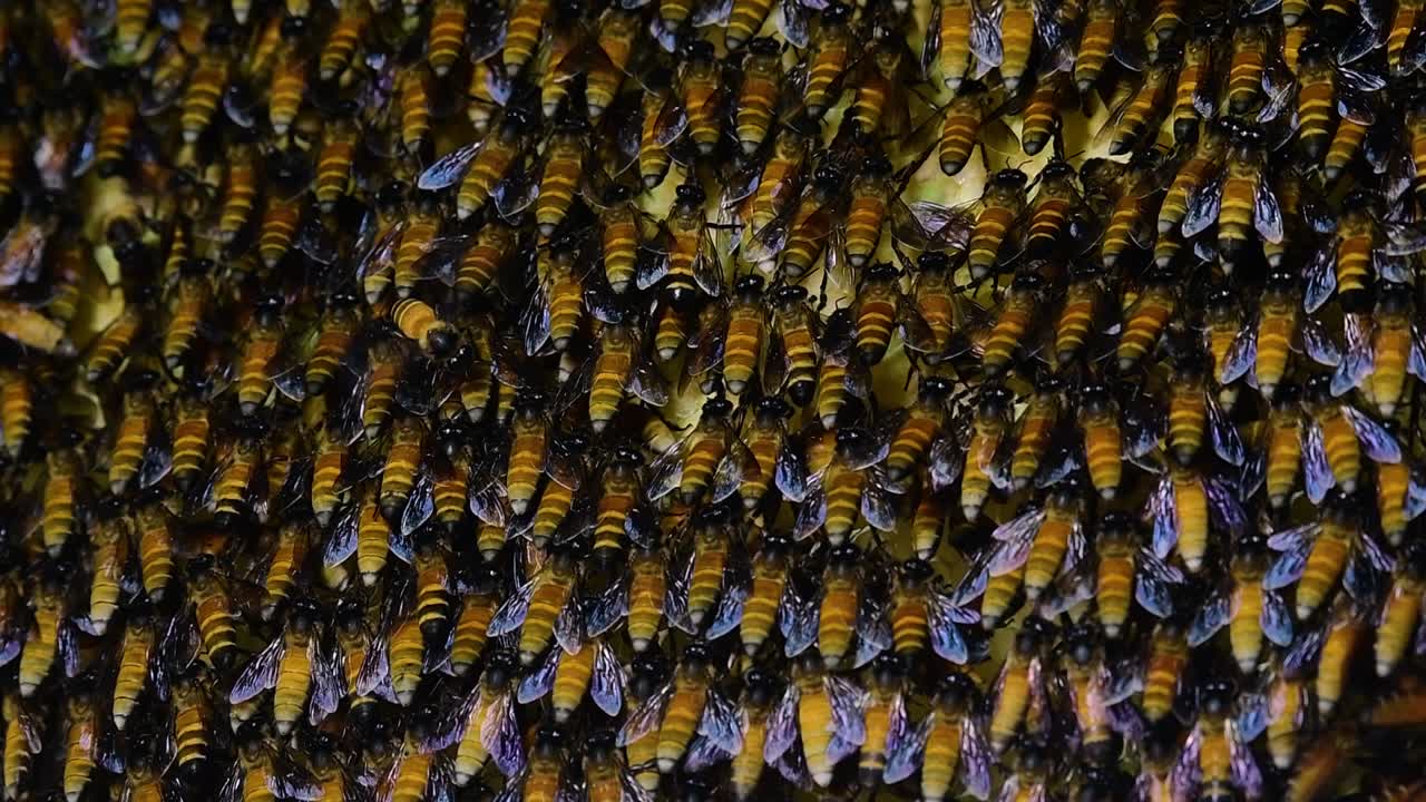 se sabe que las abejas melíferas gigantes construyen grandes colonias de nidos con bolsillos simétricos hechos de cera para almacenar miel como fuente de alimento.