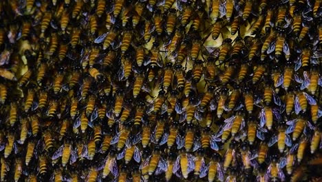 Se-Sabe-Que-Las-Abejas-Melíferas-Gigantes-Construyen-Grandes-Colonias-De-Nidos-Con-Bolsillos-Simétricos-Hechos-De-Cera-Para-Almacenar-Miel-Como-Fuente-De-Alimento.