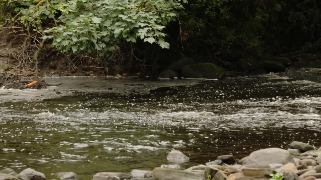 Toma panorámica lenta de un tramo de río de corriente rápida con un árbol caído