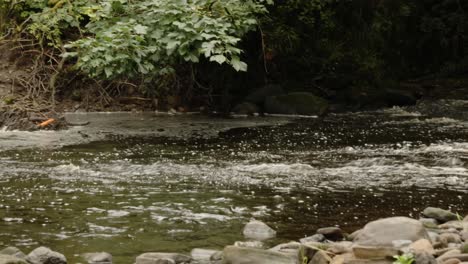 Slow-panning-shot-of-a-fast-flowing-stretch-of-river-with-a-fallen-tree