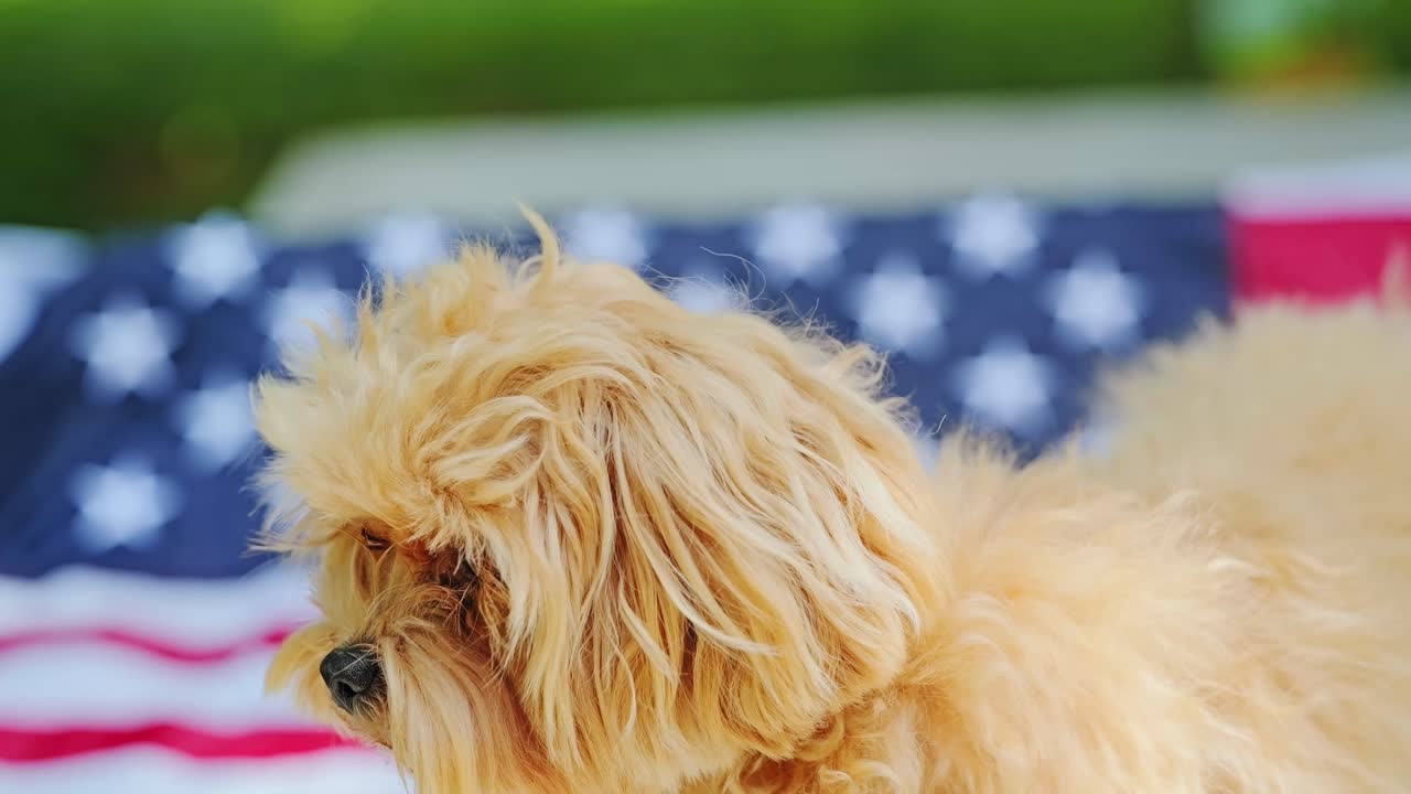 Adorable fluffy dog in slow motion with patriotic American flag backdrop