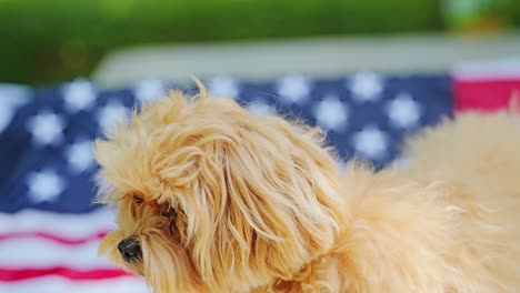 adorable fluffy dog in slow motion with patriotic american flag backdrop