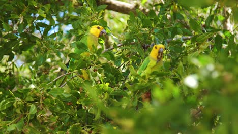 un par de hermosos periquitos de garganta marrón encaramados en un árbol, alimentándose - cerrar