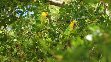 a pair of beautiful brown throated parakeets perched on a tree, feeding - close up