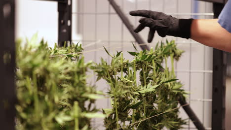 worker hanging cannabis to dry in cure room