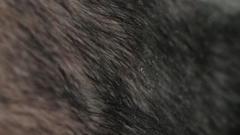 detailed closeup shot showcasing black and brown fur texture, suitable for various design backgrounds and elements