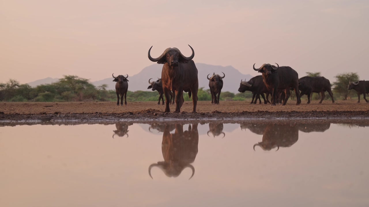 Buffalo Herd at Sunset, African Wildlife at Golden Hour, Safari Animals Low Angle Shot in Africa at a Watering Hole.