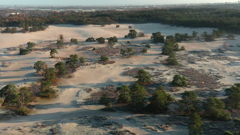 shrubs and green trees at the sand drifts inside soesterduinen in netherlands