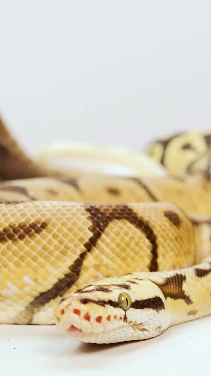 Un serpente del grano si muove lentamente in uno studio ben illuminato, mettendo in mostra i suoi intricati motivi e i suoi colori vivaci.