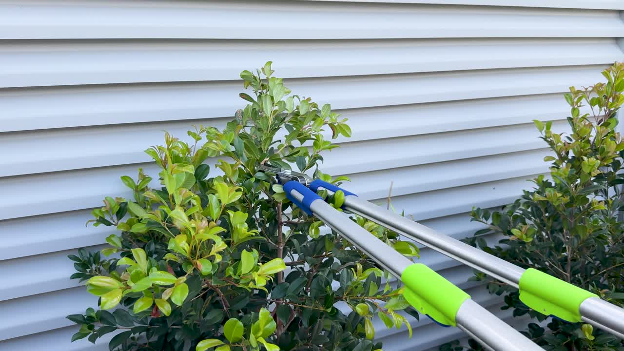 A person uses green-handled loppers to trim a leafy shrub near a corrugated metal fence in bright outdoor daylight, with steady camera framing
