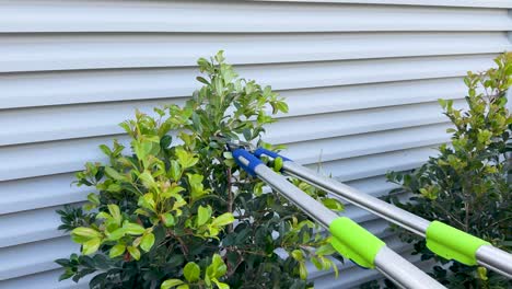 a person uses green-handled loppers to trim a leafy shrub near a corrugated metal fence in bright outdoor daylight, with steady camera framing