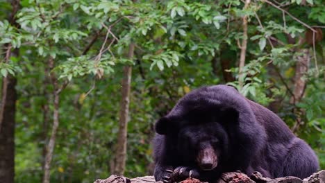 oso malayo a punto de quedarse dormido, helarctos malayanus