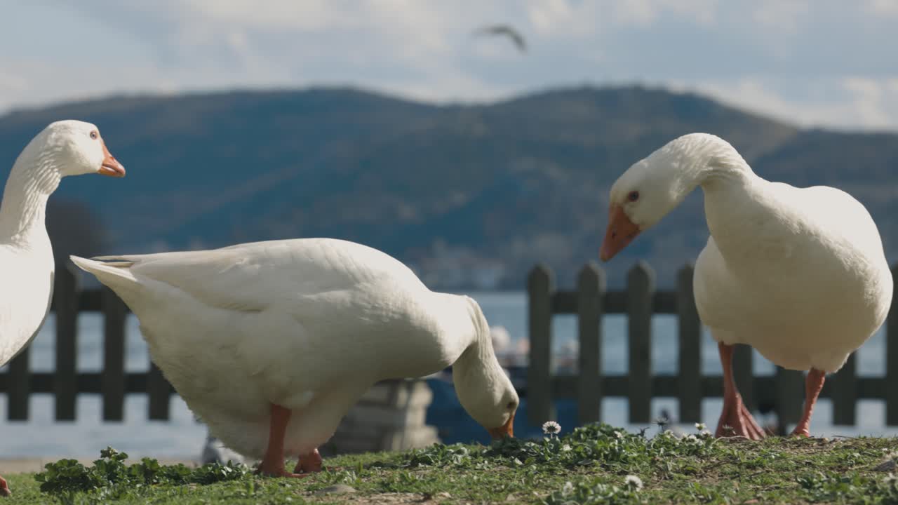 un primer plano de un grupo de patos blancos comiendo hojas de hierba verde, lago azul y hermosas montañas en el fondo, vida silvestre exótica de ensueño, tonos de otoño, lente rf, video 4k