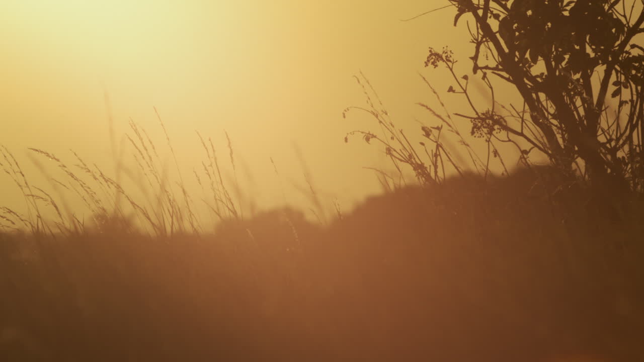 relajante vista de la pradera durante la puesta de sol
