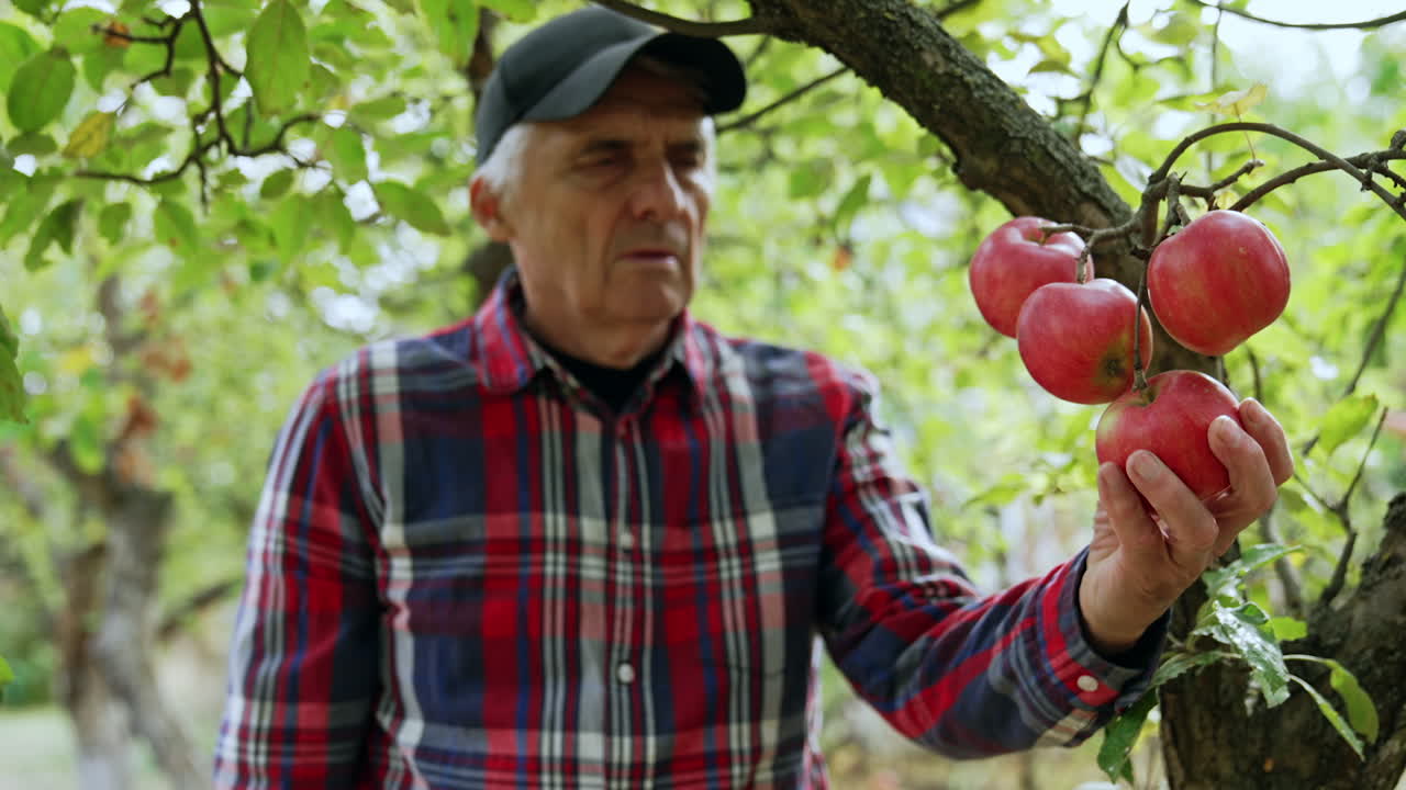 Mature Caucasian man in cap takes red ripe apples from a tree. Gathering fruit in autumn.