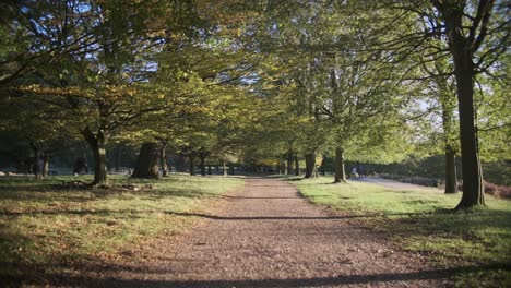 slow dolly forward shot through wide manicured tree lined path at sunset