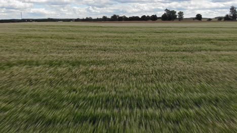 low-altitude drone footage flying over a buckwheat field