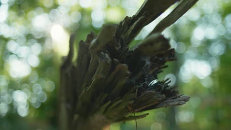 4K-slow-motion-macro-shot-of-a-dead-tree-laying-on-the-ground,-with-spider-webs-on-it,-against-sun-light