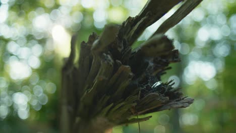 toma macro en cámara lenta de 4k de un árbol muerto tirado en el suelo, con telas de araña en él, contra la luz del sol