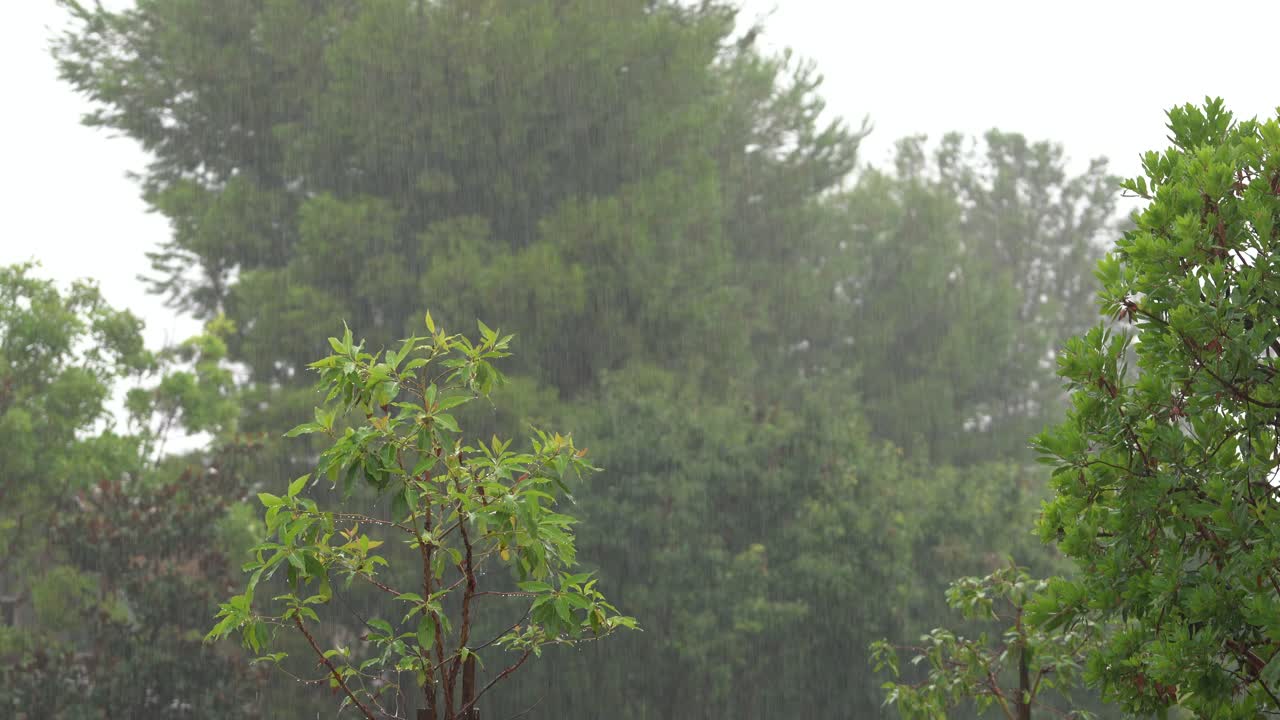 Rain Falling On Trees
