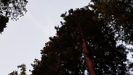 Panning-up-tall-pine-trees-in-a-forest-in-Heidelberg-Germany-during-sunset