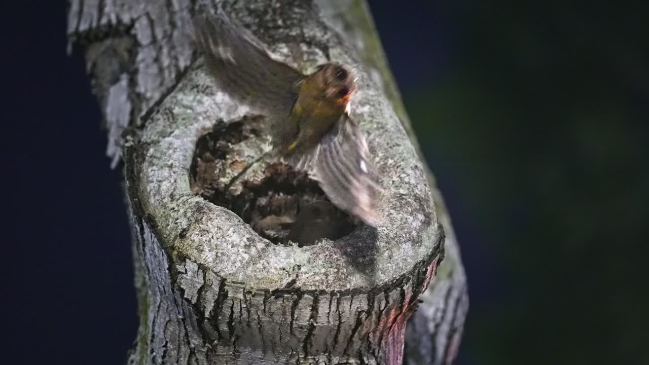 un búho sunda scops voló lejos de su nido en un hueco de árbol - de cerca