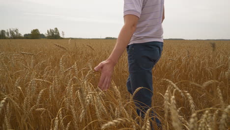 agrónomo disfruta de una gran cosecha de cereales caminando por el campo