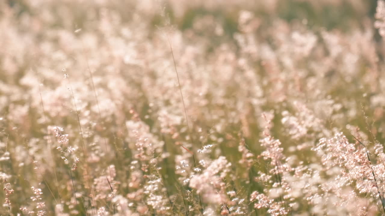 바람에 천천히 흔들리는 아름다운 풀꽃의 슬로우 모션