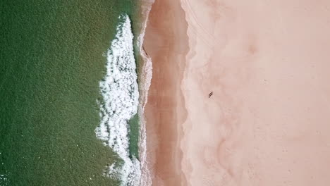 over head drone shot of two people on white sand beach with waves rolling in, tasmania australia